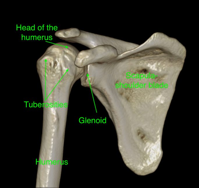 Annotated Shoulder